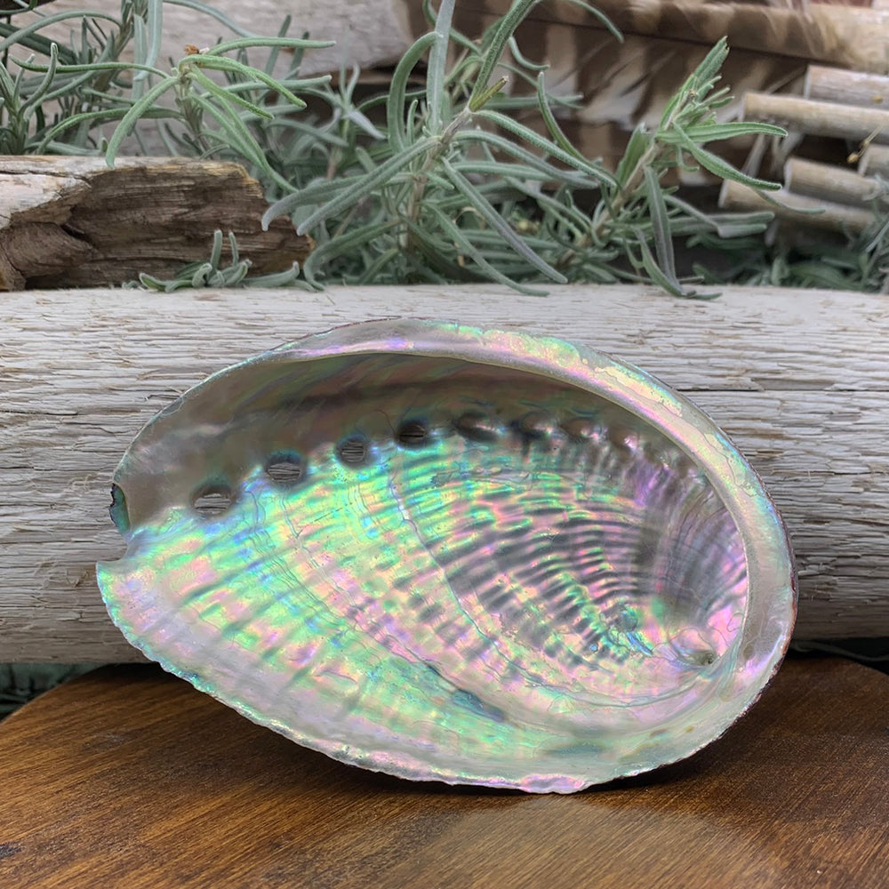 Abalone skel