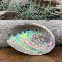 Abalone skel