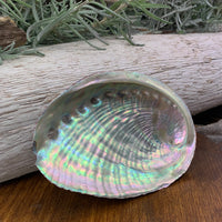 Abalone skel