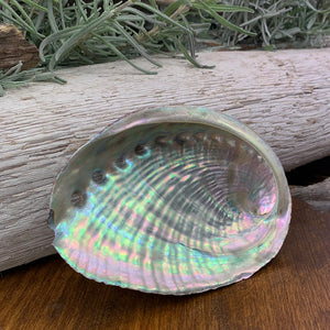 Abalone skel