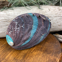 Abalone skel
