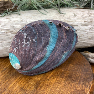 Abalone skel