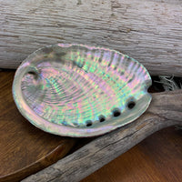 Abalone skel