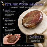 Piedra de palma de madera petrificada