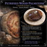 Piedra de palma de madera petrificada